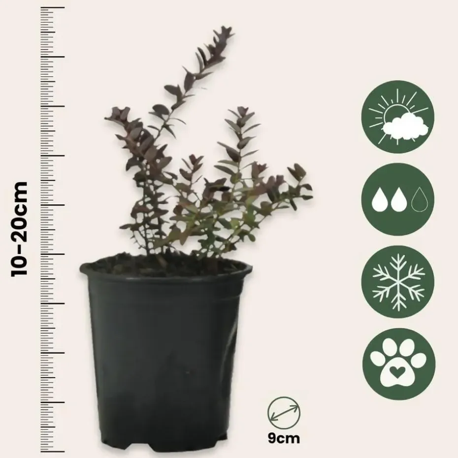 Veenbes - Set van 3 - Vaccinium macrocarpon 'Cranberry' - Hoogte 10-20cm - ⌀9cm
