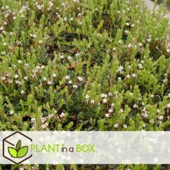 Veenbes - Set van 3 - Vaccinium macrocarpon 'Cranberry' - Hoogte 10-20cm - ⌀9cm