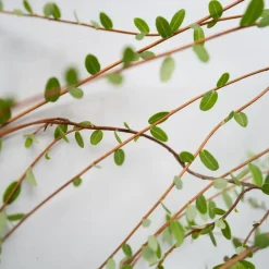 Veenbes - Set van 3 - Vaccinium macrocarpon 'Cranberry' - Hoogte 10-20cm - ⌀9cm