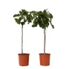 Vijgenboom - Set van 2 - Ficus Carica - Hoogte 70-90cm - ⌀21cm