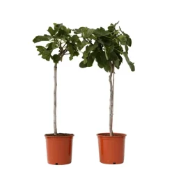 Vijgenboom - Set van 2 - Ficus Carica - Hoogte 70-90cm - ⌀21cm