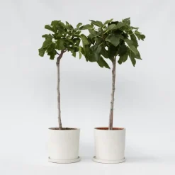 Vijgenboom - Set van 2 - Ficus Carica - Hoogte 70-90cm - ⌀21cm