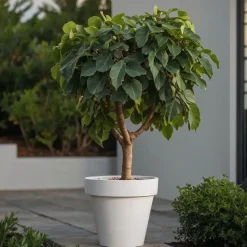 Vijgenboom - Set van 2 - Ficus Carica - Hoogte 70-90cm - ⌀21cm