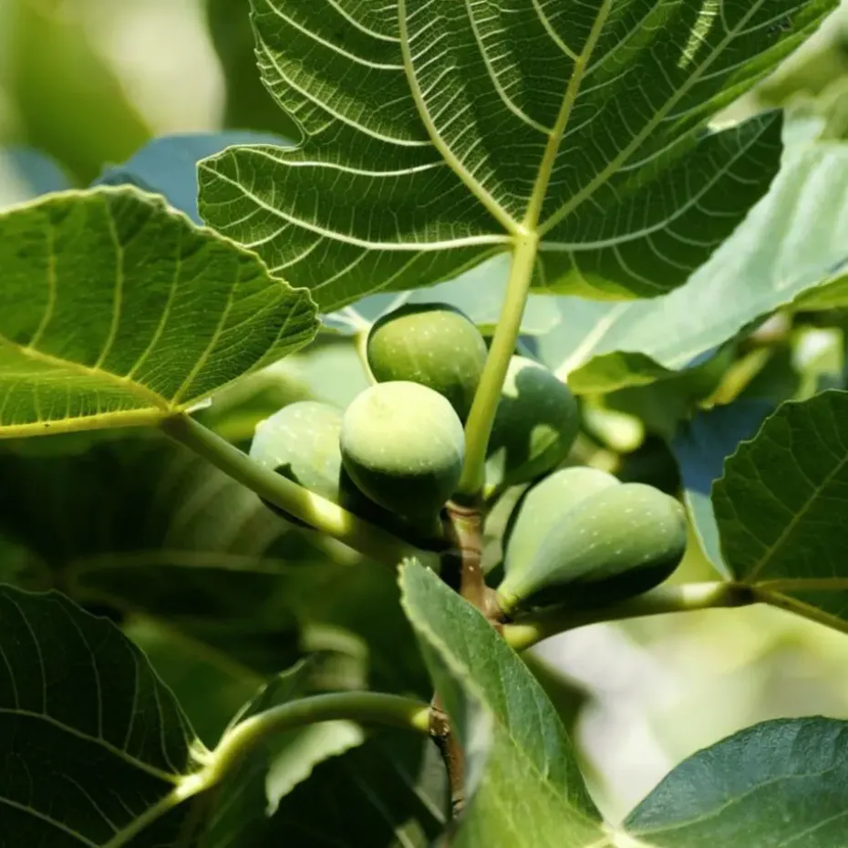 Vijgenboom - Set van 2 - Ficus Carica - Hoogte 70-90cm - ⌀21cm