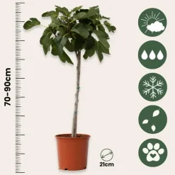 Vijgenboom - Set van 2 - Ficus Carica - Hoogte 70-90cm - ⌀21cm