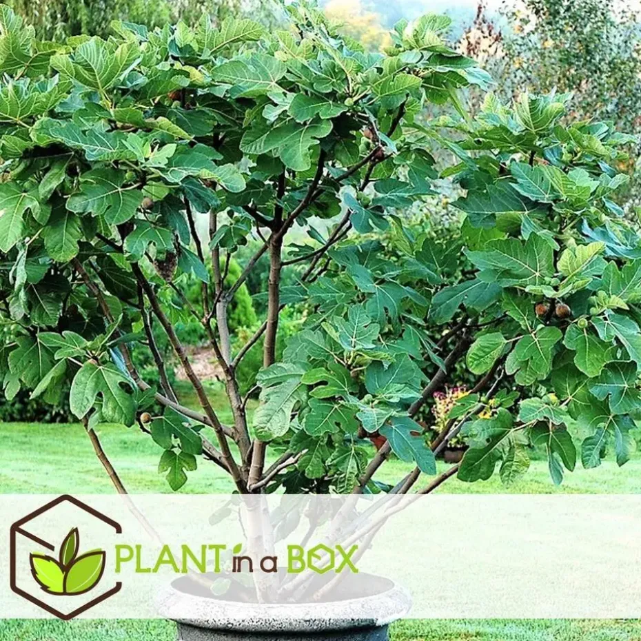 Vijgenboom - Set van 2 - Ficus Carica - Hoogte 70-90cm - ⌀21cm