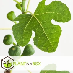 Vijgenboom - Set van 2 - Ficus Carica - Hoogte 70-90cm - ⌀21cm