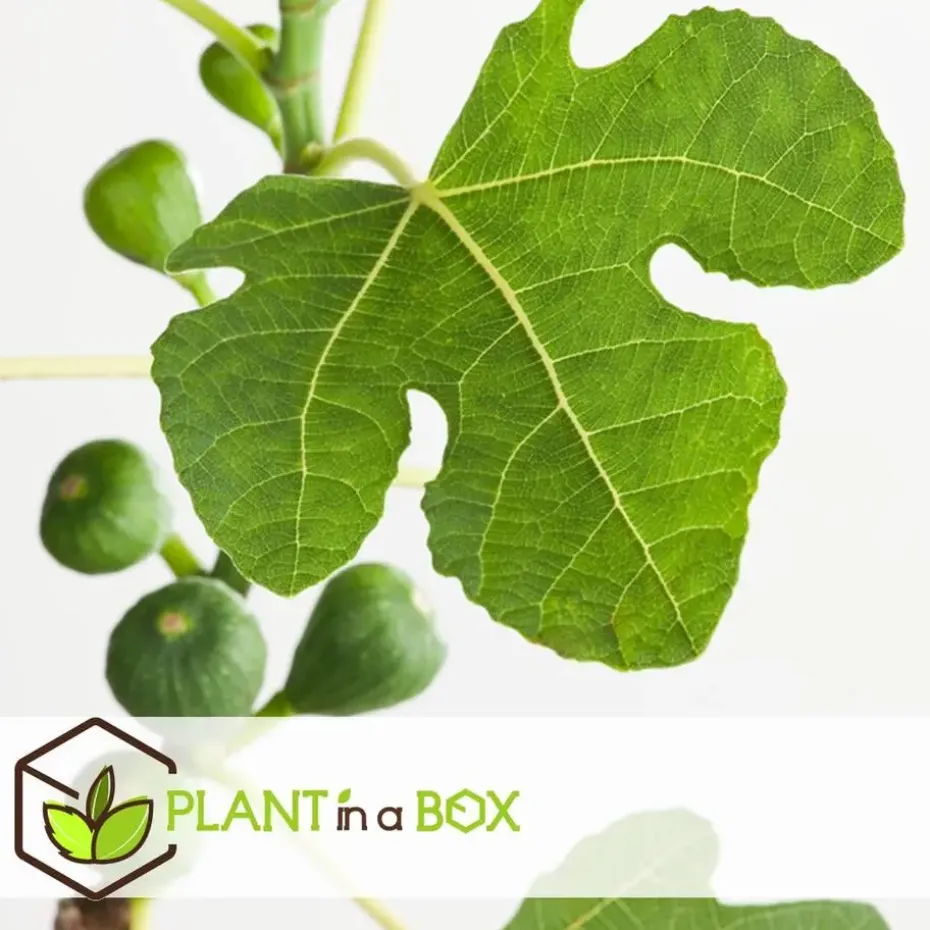 Vijgenboom - Set van 2 - Ficus Carica - Hoogte 70-90cm - ⌀21cm