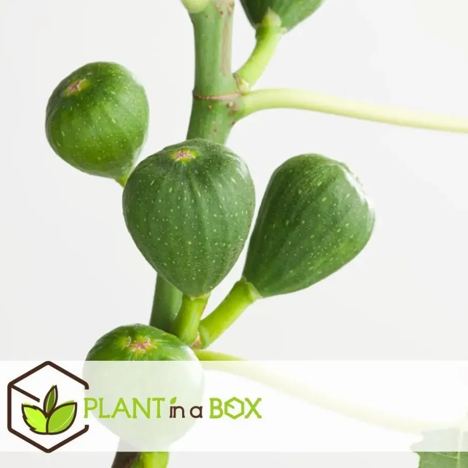 Vijgenboom - Set van 2 - Ficus Carica - Hoogte 70-90cm - ⌀21cm