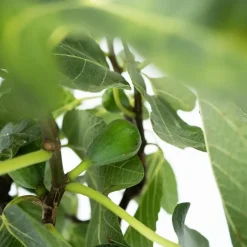 Vijgenboom - Set van 2 - Ficus Carica - Hoogte 70-90cm - ⌀21cm