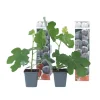 Vijgenboom - Set van 2 - Ficus carica 'Brown Turkey' - Hoogte 25-40cm - ⌀9cm