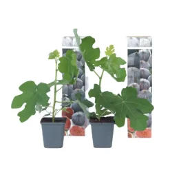 Vijgenboom - Set van 2 - Ficus carica 'Brown Turkey' - Hoogte 25-40cm - ⌀9cm