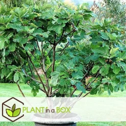 Vijgenboom - Set van 2 - Ficus carica 'Brown Turkey' - Hoogte 25-40cm - ⌀9cm