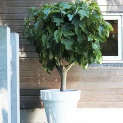 Vijgenboom - Set van 2 - Ficus carica 'Brown Turkey' - Hoogte 25-40cm - ⌀9cm