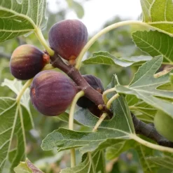 Vijgenboom - Set van 2 - Ficus carica 'Brown Turkey' - Hoogte 25-40cm - ⌀9cm