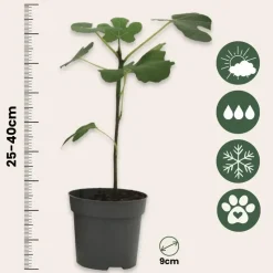 Vijgenboom - Set van 2 - Ficus carica 'Brown Turkey' - Hoogte 25-40cm - ⌀9cm