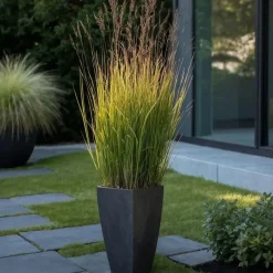 Vingergras - Panicum virgatum 'Heavy Metal' - Hoogte 40-60cm - ⌀23cm