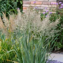 Vingergras - Panicum virgatum 'Heavy Metal' - Hoogte 40-60cm - ⌀23cm