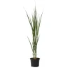 Vingergras - Panicum virgatum 'Northwind' - Hoogte 40-60cm - ⌀23cm