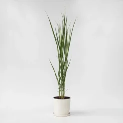 Vingergras - Panicum virgatum 'Northwind' - Hoogte 40-60cm - ⌀23cm