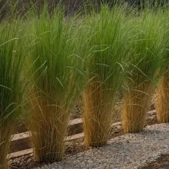 Vingergras - Panicum virgatum 'Northwind' - Hoogte 40-60cm - ⌀23cm