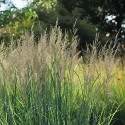 Vingergras - Panicum virgatum 'Northwind' - Hoogte 40-60cm - ⌀23cm