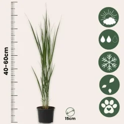 Vingergras - Panicum virgatum 'Northwind' - Hoogte 40-60cm - ⌀23cm