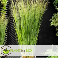 Vingergras - Panicum virgatum 'Northwind' - Hoogte 40-60cm - ⌀23cm