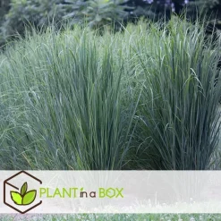 Vingergras - Panicum virgatum 'Northwind' - Hoogte 40-60cm - ⌀23cm