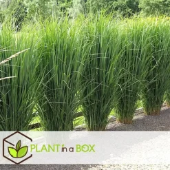 Vingergras - Panicum virgatum 'Northwind' - Hoogte 40-60cm - ⌀23cm