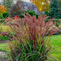 Vingergras - Panicum Virgatum 'Squaw' - Hoogte 40-60cm - ⌀23cm