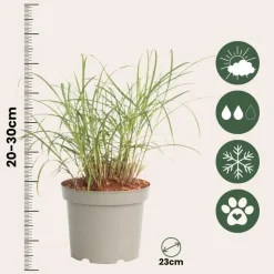 Vingergras - Panicum Virgatum 'Squaw' - Hoogte 40-60cm - ⌀23cm
