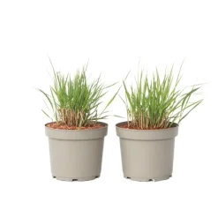 Vingergras - Set van 2 - Panicum virgatum 'Heavy Metal' - Hoogte 40-60cm - ⌀23cm