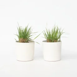 Vingergras - Set van 2 - Panicum virgatum 'Heavy Metal' - Hoogte 40-60cm - ⌀23cm