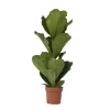 Vioolbladplant - Ficus Lyrata - Hoogte 70-90cm - ⌀21cm