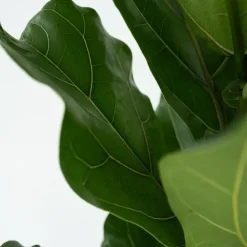 Vioolbladplant - Ficus Lyrata - Hoogte 70-90cm - ⌀21cm