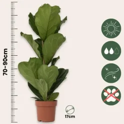 Vioolbladplant - Ficus Lyrata - Hoogte 70-90cm - ⌀21cm