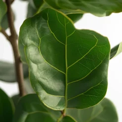 Vioolbladplant - Ficus Lyrata - Hoogte 70-90cm - ⌀21cm