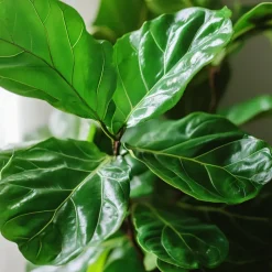 Vioolbladplant - Ficus Lyrata - Hoogte 70-90cm - ⌀21cm