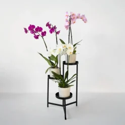 Vlinderorchidee - Mix van 3 - Phalaenopsis - Hoogte 50-60cm - ⌀12cm