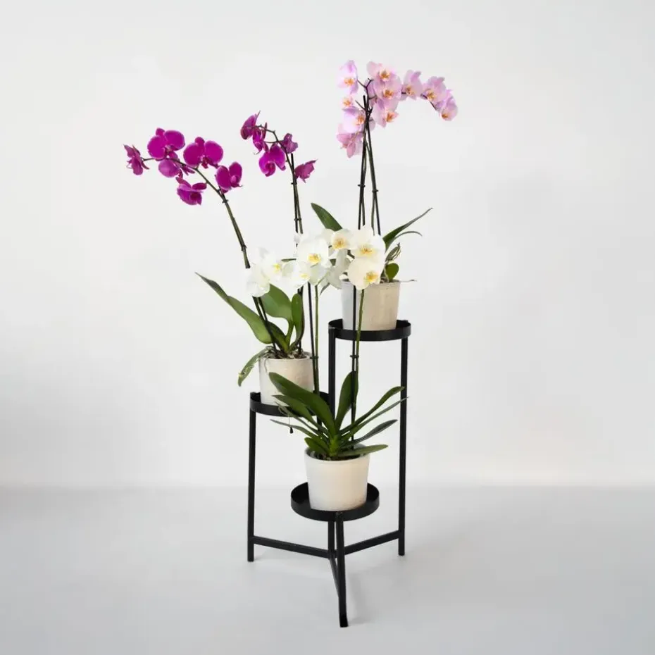 Vlinderorchidee - Mix van 3 - Phalaenopsis - Hoogte 50-60cm - ⌀12cm