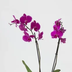 Vlinderorchidee - Mix van 3 - Phalaenopsis - Hoogte 50-60cm - ⌀12cm