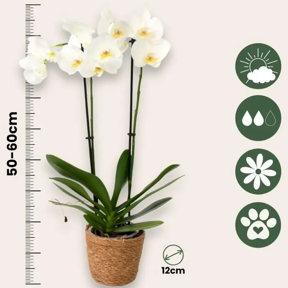 Vlinderorchidee - Mix van 3 - Phalaenopsis - Hoogte 50-60cm - ⌀12cm