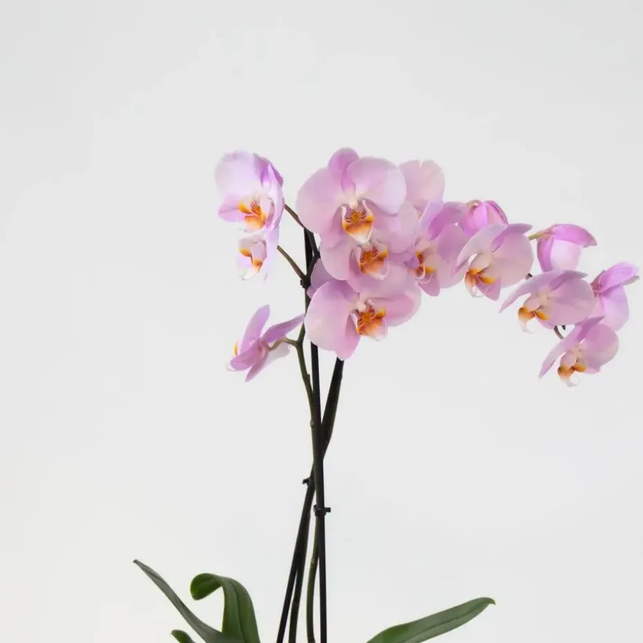 Vlinderorchidee - Mix van 3 - Phalaenopsis - Hoogte 50-60cm - ⌀12cm