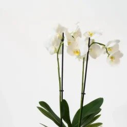 Vlinderorchidee - Mix van 3 - Phalaenopsis - Hoogte 50-60cm - ⌀12cm