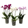 Vlinderorchidee - Mix van 3 - Phalaenopsis Multiflora - Hoogte 35-45cm - ⌀12cm