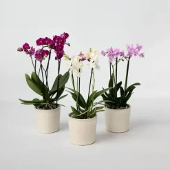 Vlinderorchidee - Mix van 3 - Phalaenopsis Multiflora - Hoogte 35-45cm - ⌀12cm