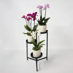 Vlinderorchidee - Mix van 3 - Phalaenopsis Multiflora - Hoogte 35-45cm - ⌀12cm