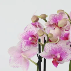 Vlinderorchidee - Mix van 3 - Phalaenopsis Multiflora - Hoogte 35-45cm - ⌀12cm