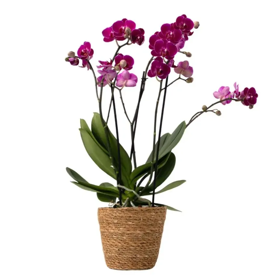 Vlinderorchidee - Phalaenopsis Multiflora met mand - Hoogte 35-45cm - ⌀12cm